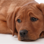 Sad Dog Blog Image (Demo)