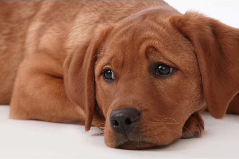 four-legs-two-homes-what-happens-to-a-beloved-pet-in-a-michigan-divorce