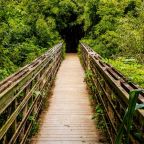 The Forest for the Trees