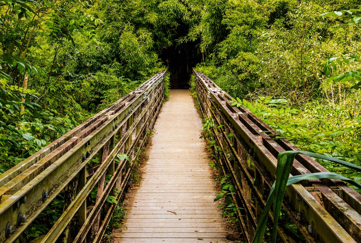 life-lessons-learned-along-the-way-the-forest-for-the-trees